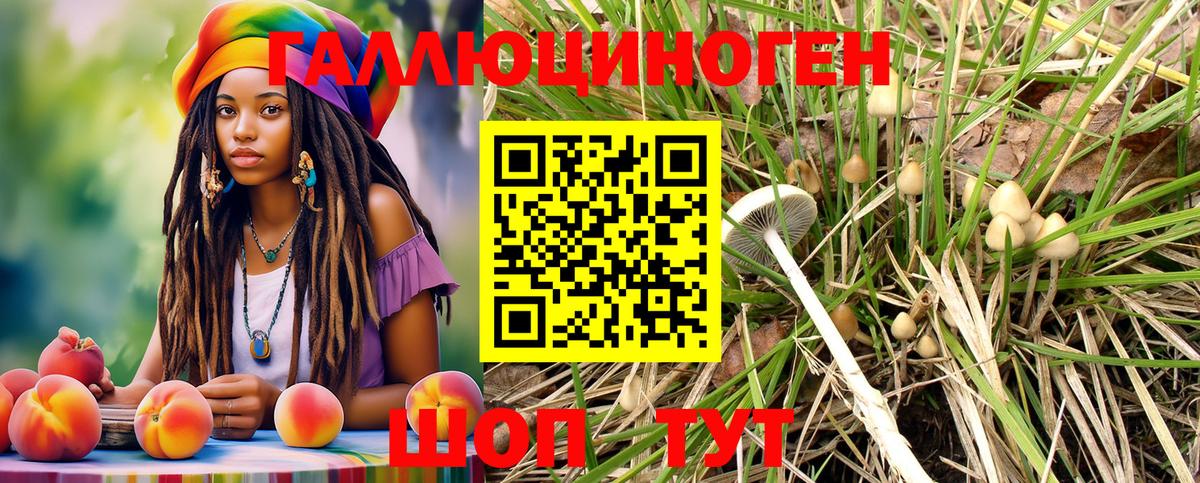 Урус-Мартан  Галлюциногенные грибы Psilocybine cubensis  Вход с VPN 